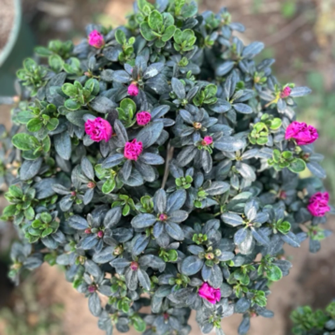 西德一号杜鹃花20-25冠25高小靓货庭院阳台室内绿植