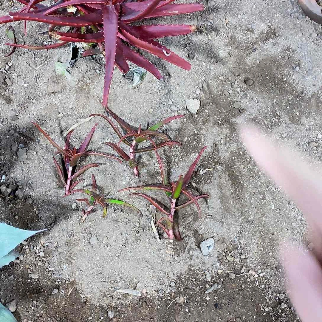 F**D00000000000000000