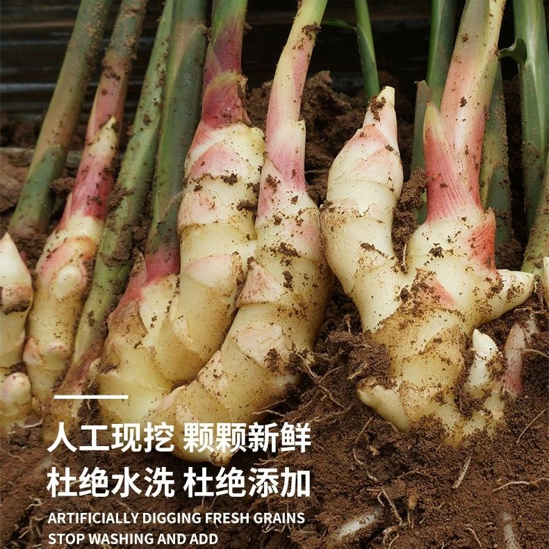 新鲜现挖大块红芽嫩姜可腌制泡姜的脆嫩子姜