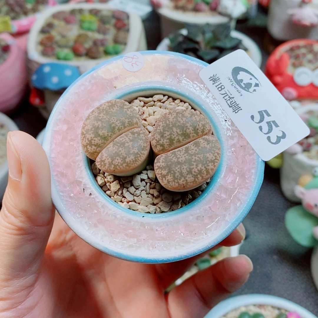 生石花花花花花花553