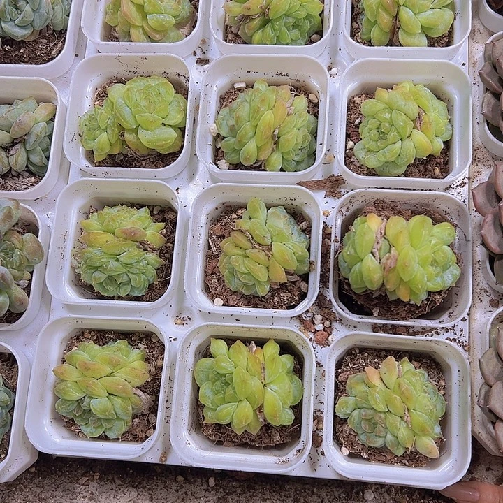 翡翠珍妮19包邮多肉植物