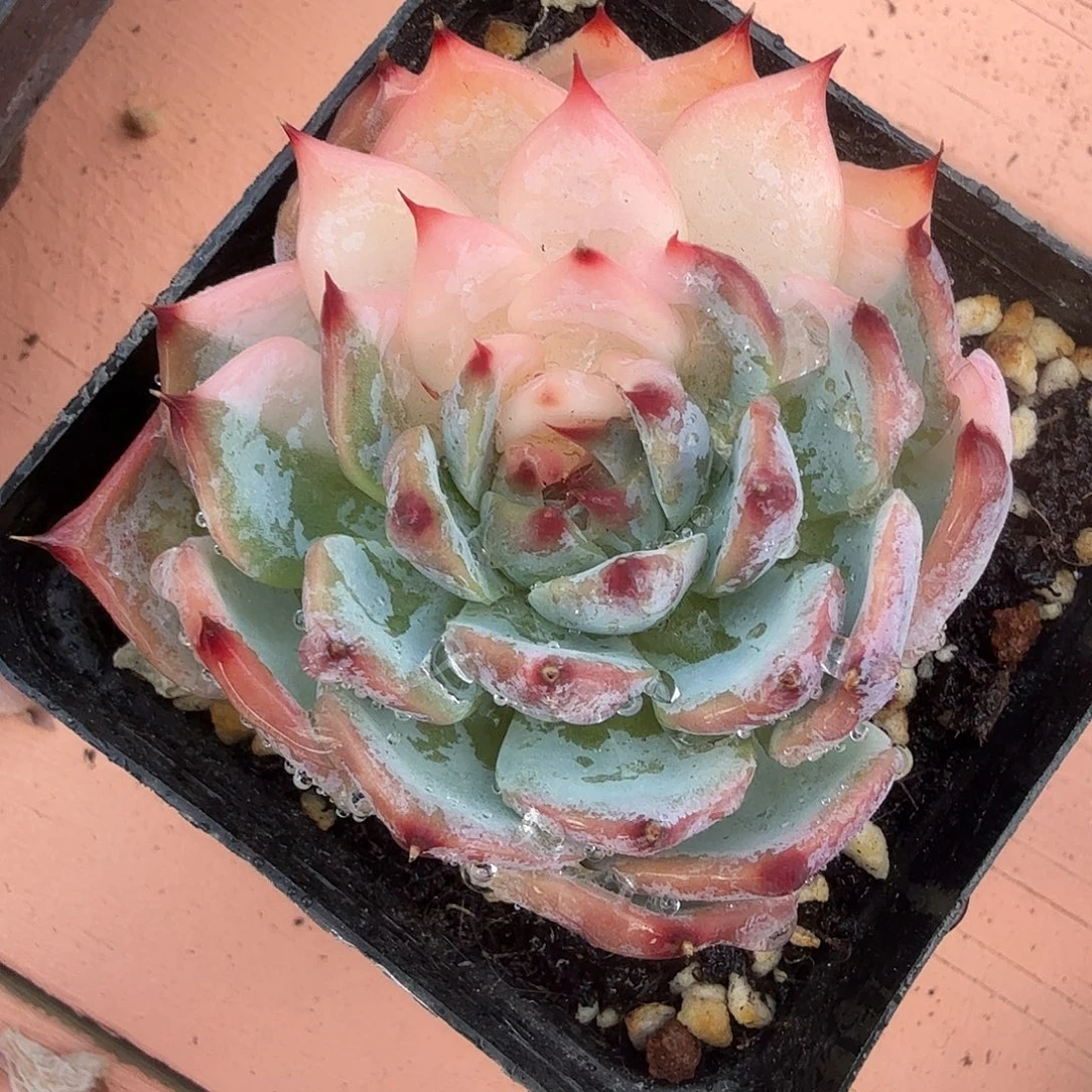 吉娃娃锦，多肉植物。