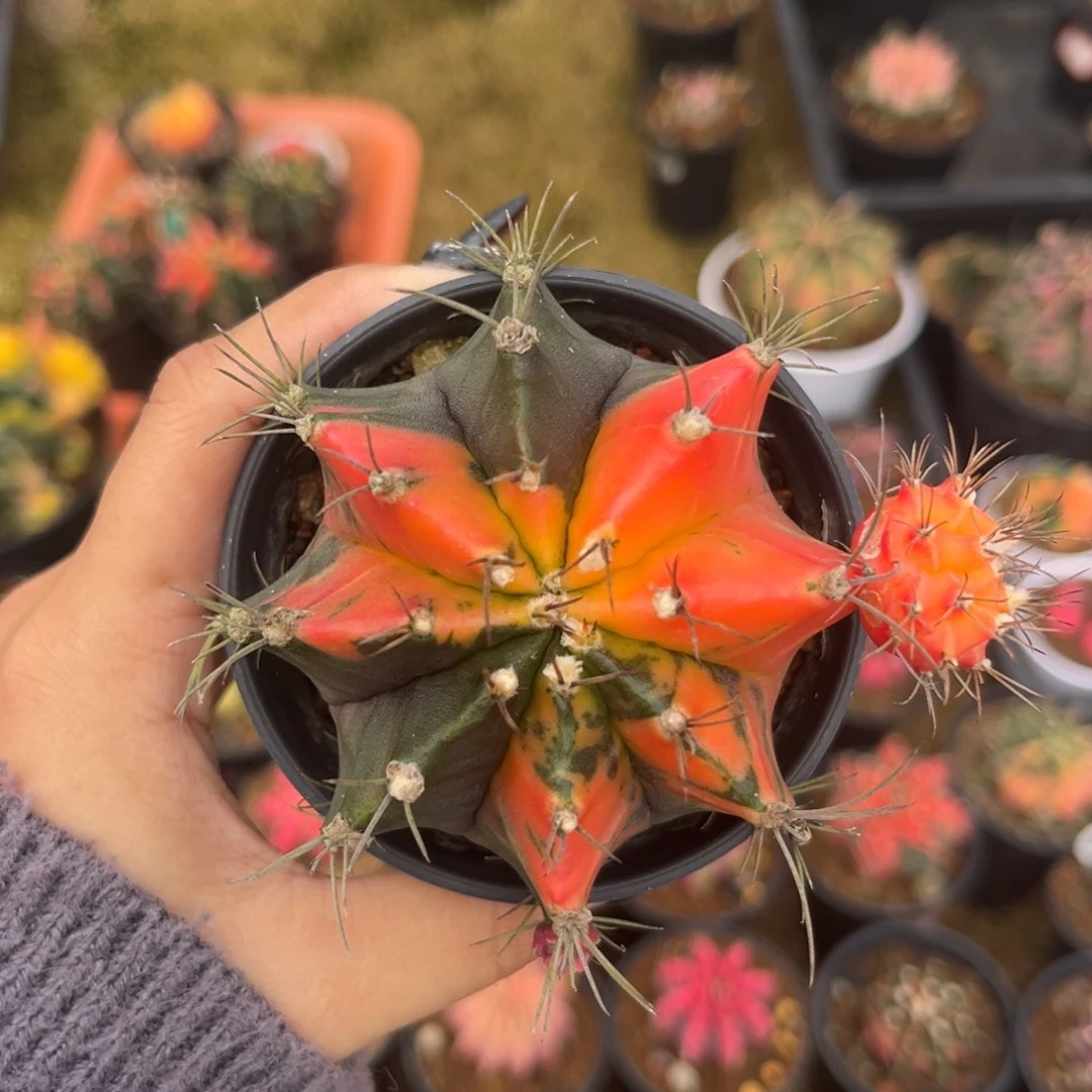 1011 带盆土发货 福利捡漏