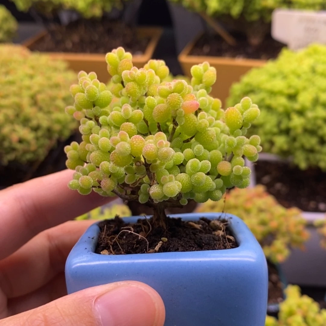 七****ه485金橘带盆。