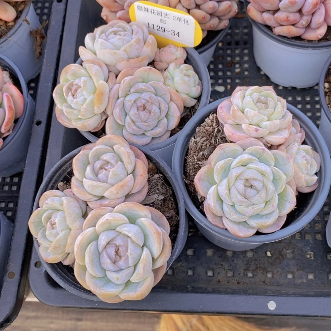 1129-34-精品母本绿泡泡群一个