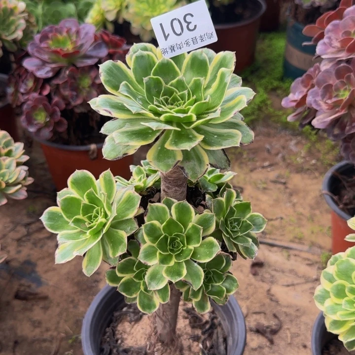 青莲一物一拍301。