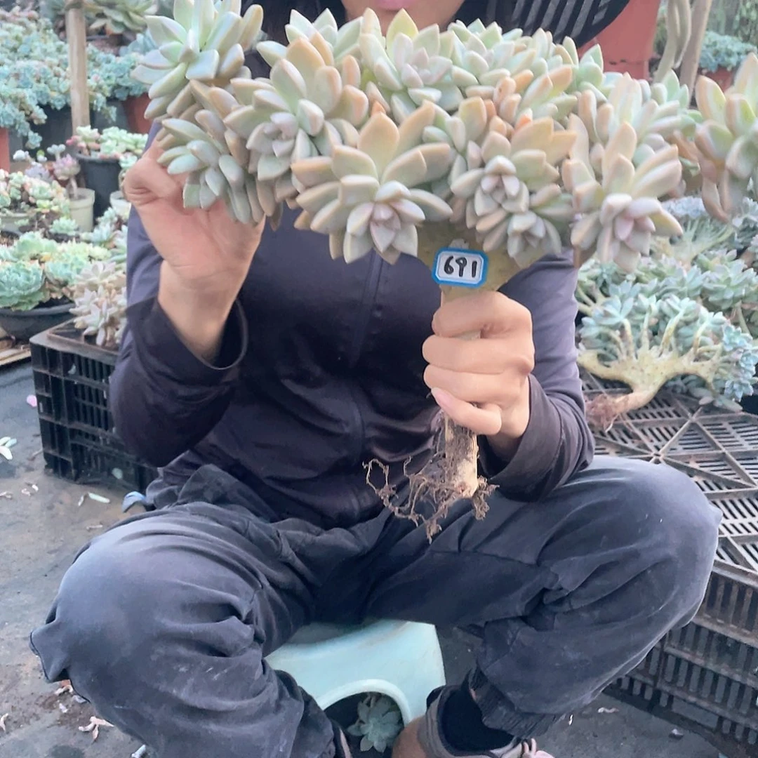 691 一物一拍淡雪缀