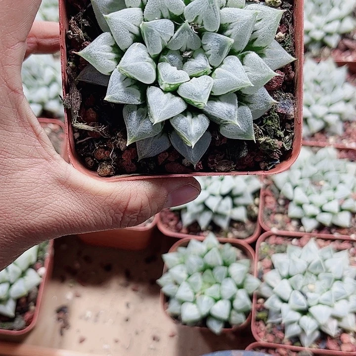 母本爱心寿新手好养