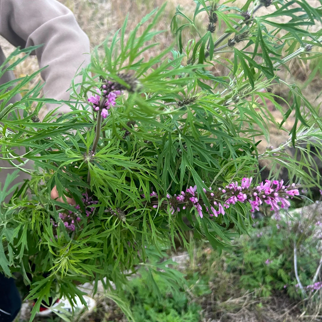 野生红花益母草 月母草坤草煮水泡茶中草药材 天然无硫干货