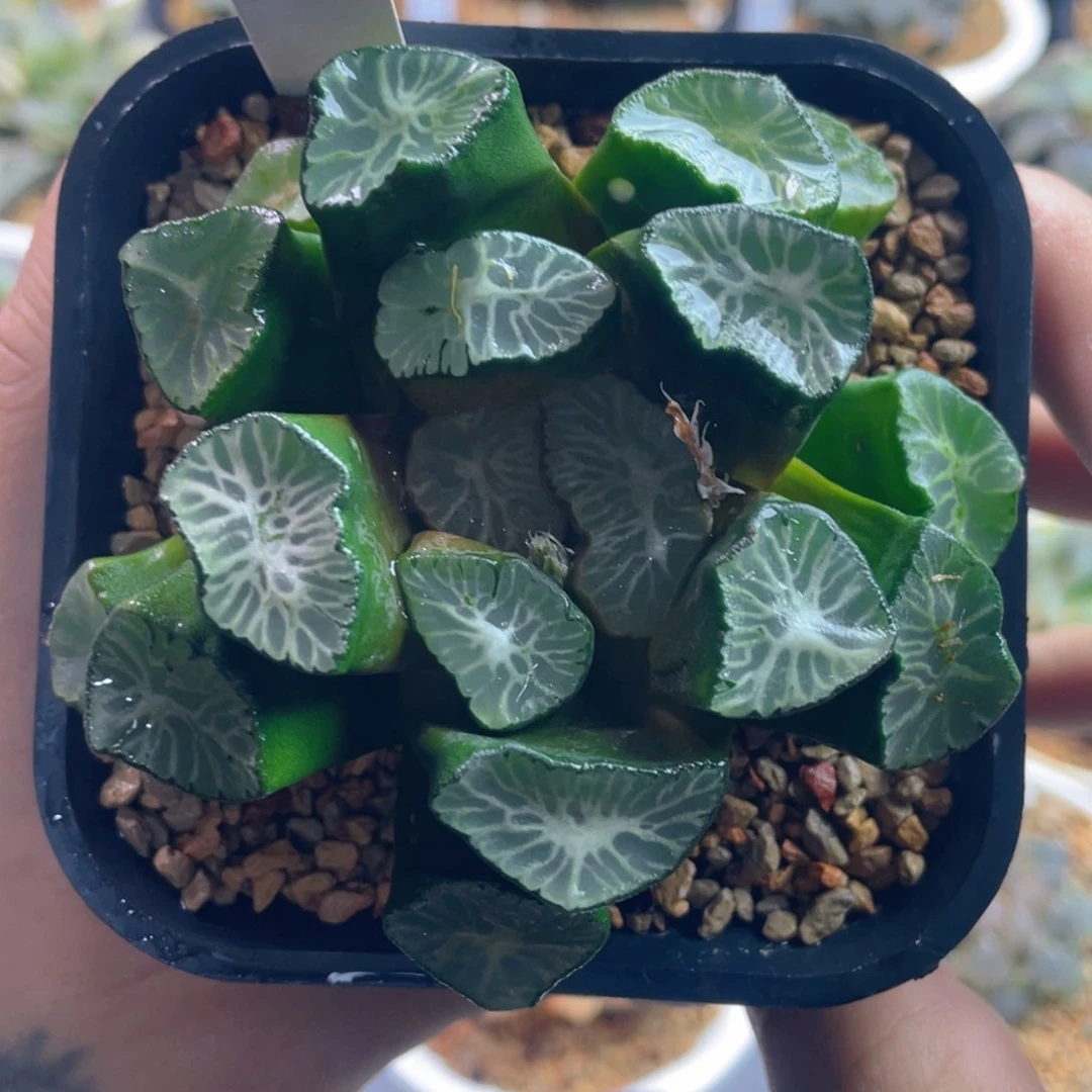 8.十二卷多肉圣母之泉万象。