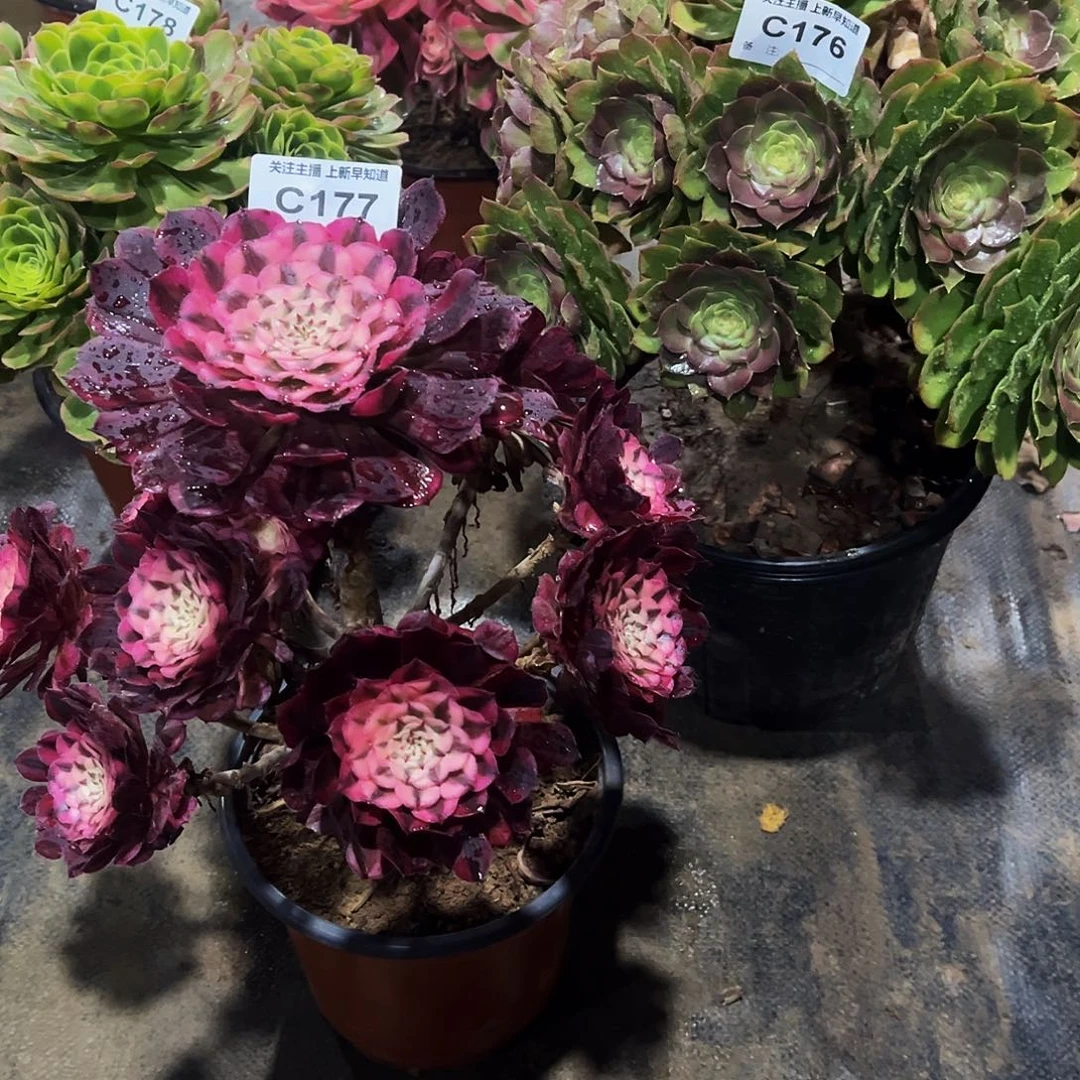 怡*多肉17678万圣节红铜白，奶白锦三颗法师