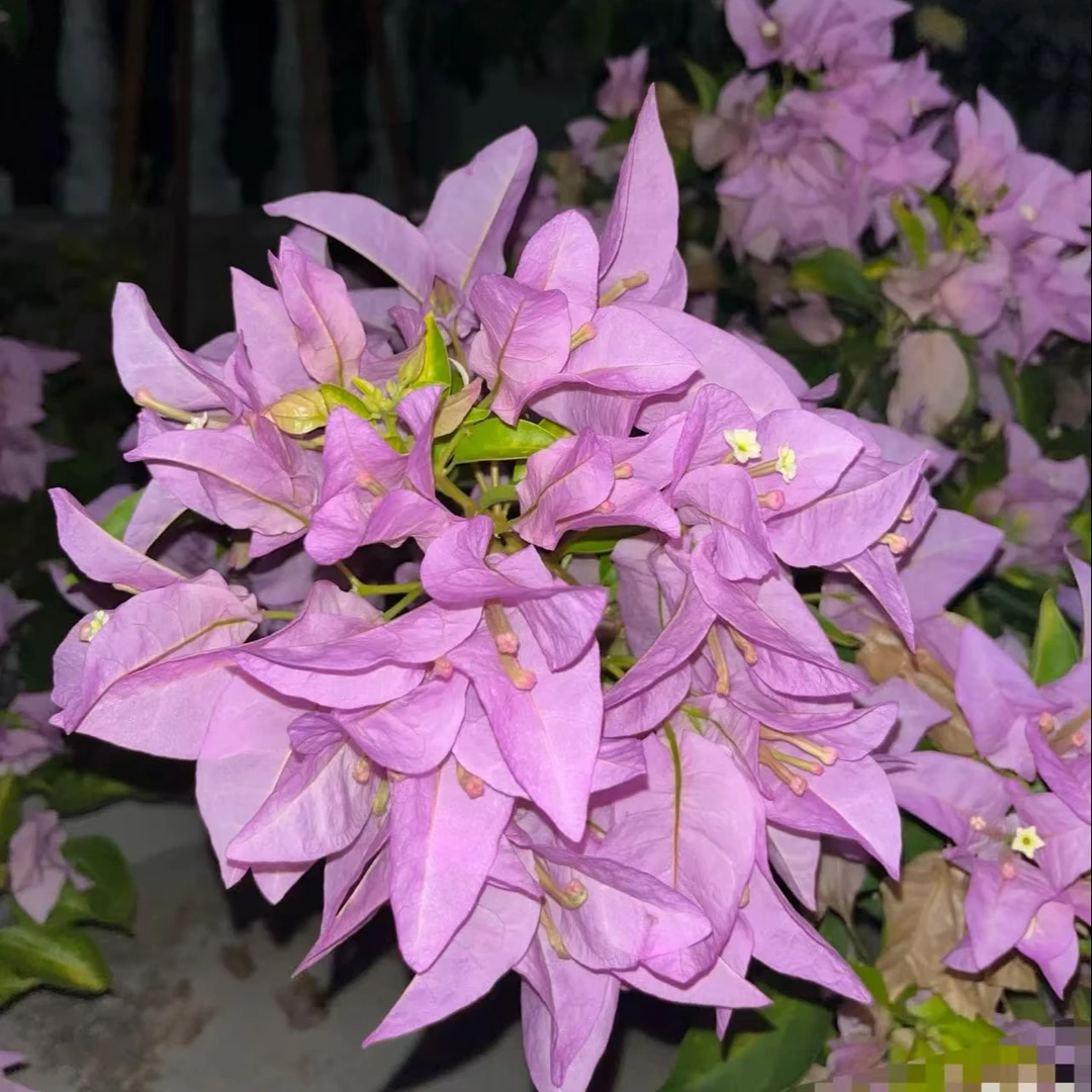 金夫人一颗（福利）