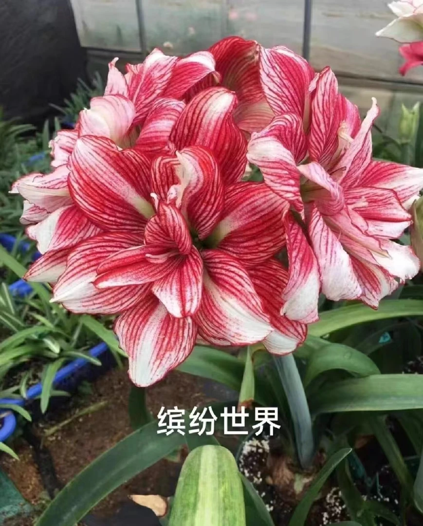 缤纷世界 重瓣朱顶红种球自然球包对版