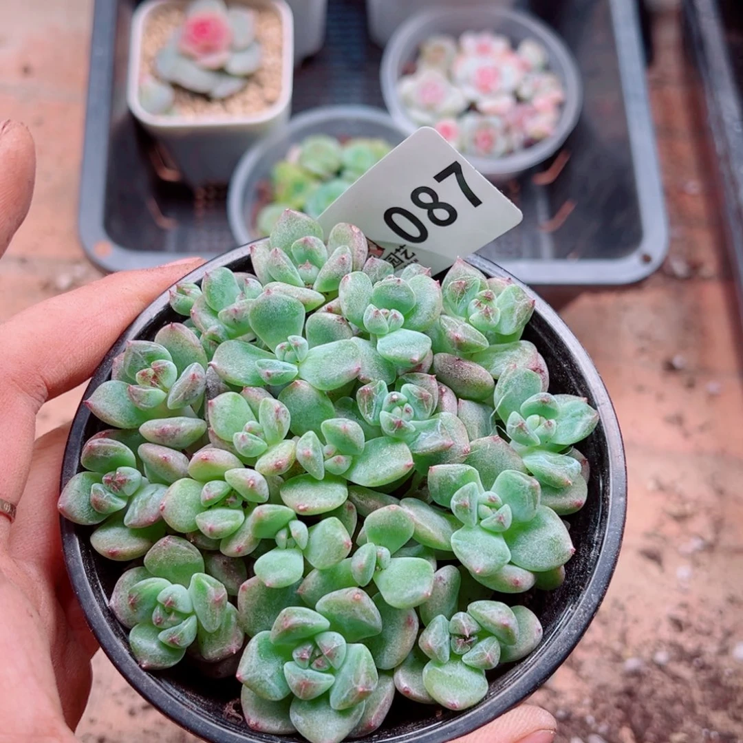 多肉植物多肉植物