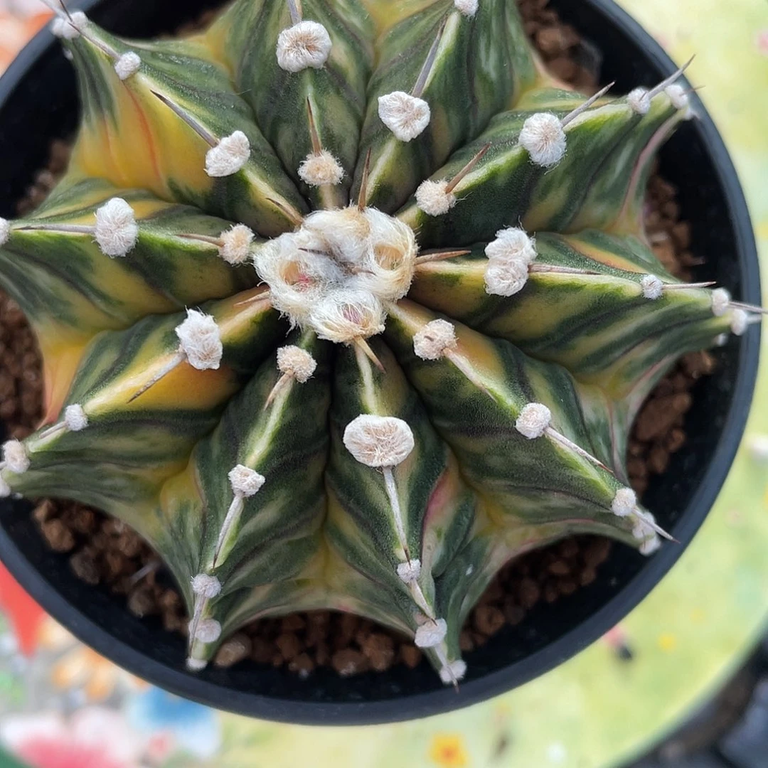 1-9肋骨锦7.9厘米