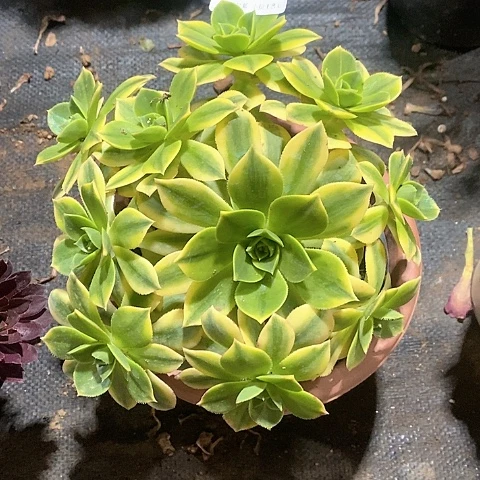 1336星爆多肉发货叶片有黑斑