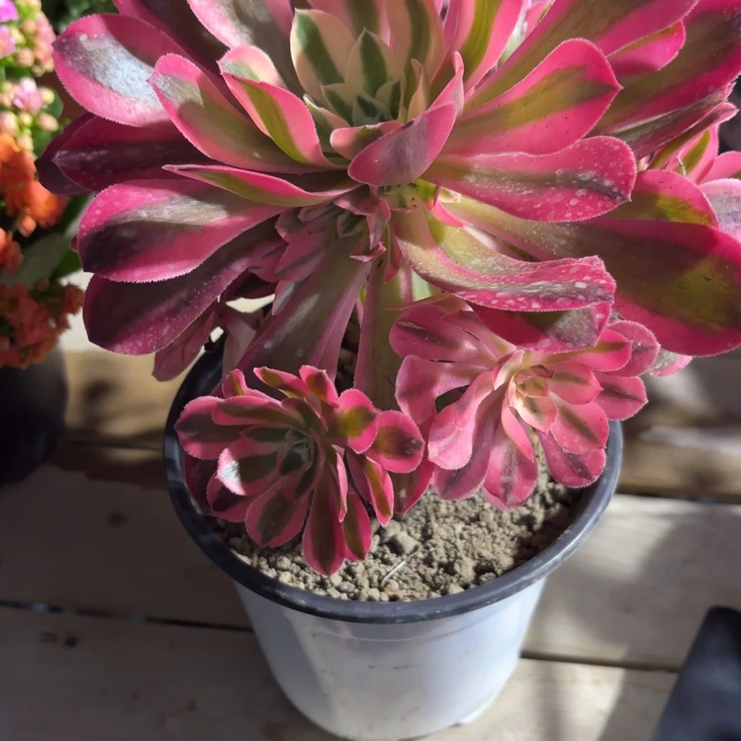 粉女屋新疆一单包邮