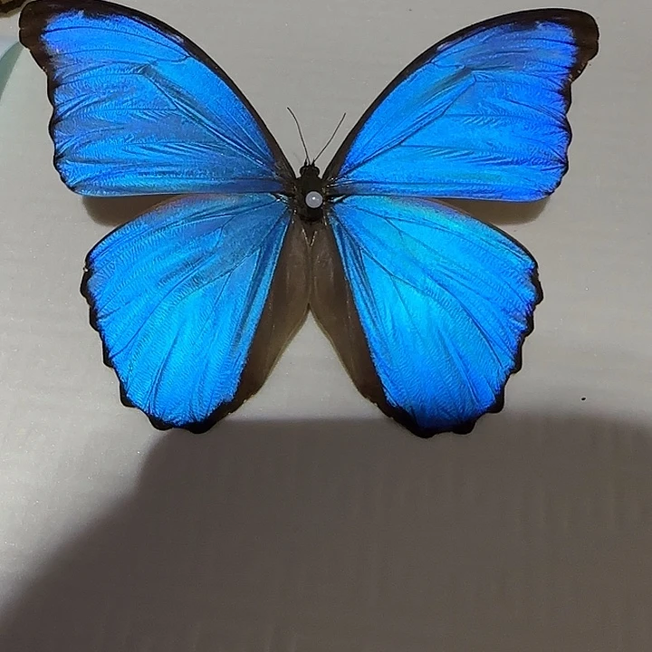 刘***.大蓝闪蝶蝴蝶标本专拍带框