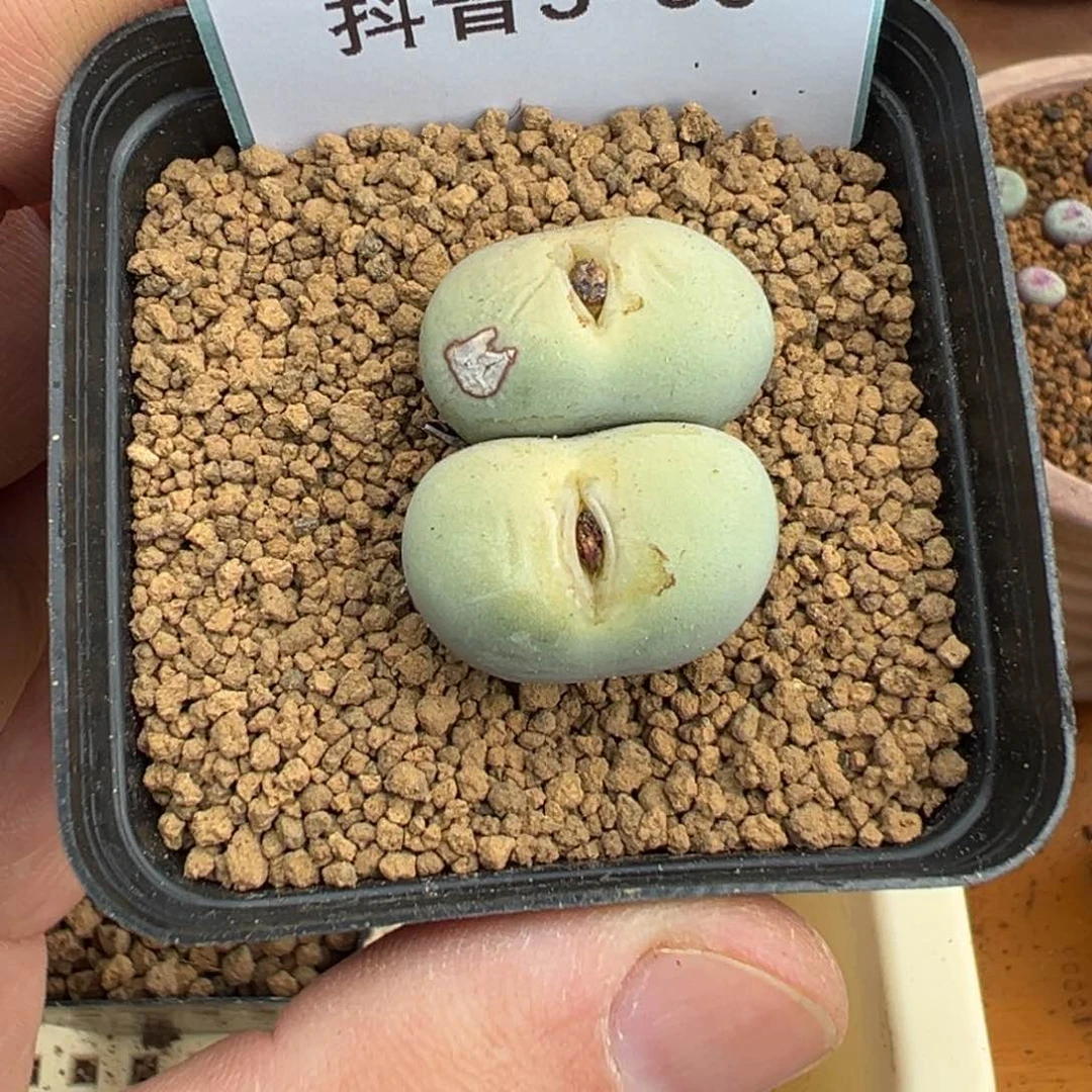 3-60肉锥多肉植物