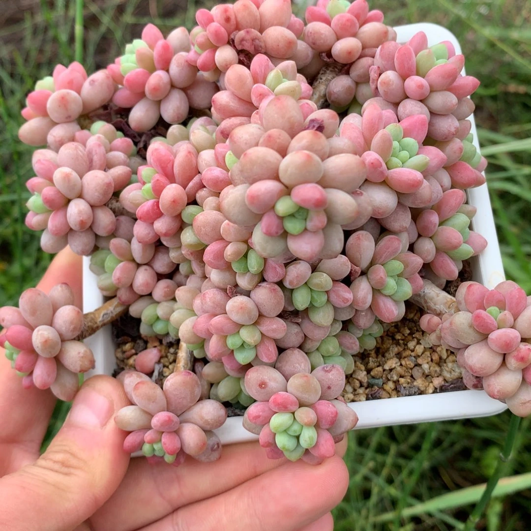 0530-01 鱼子酱优选