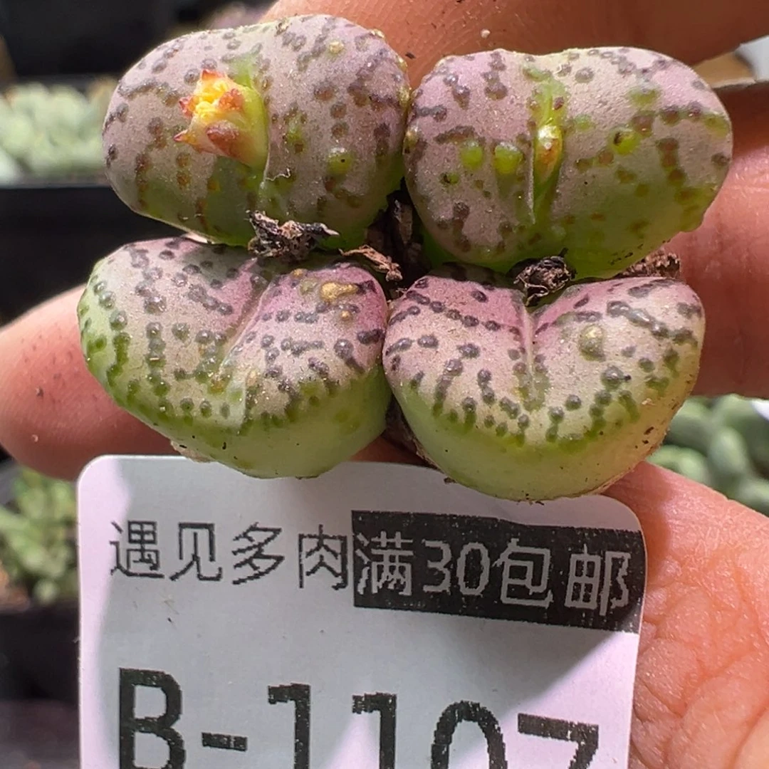 多肉植物1111111111111