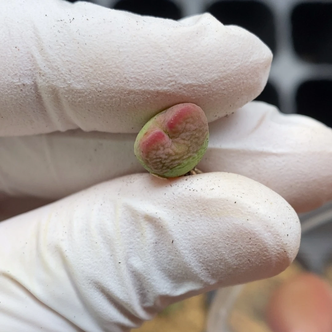 多肉植物肉锥杂交K-347 开播
