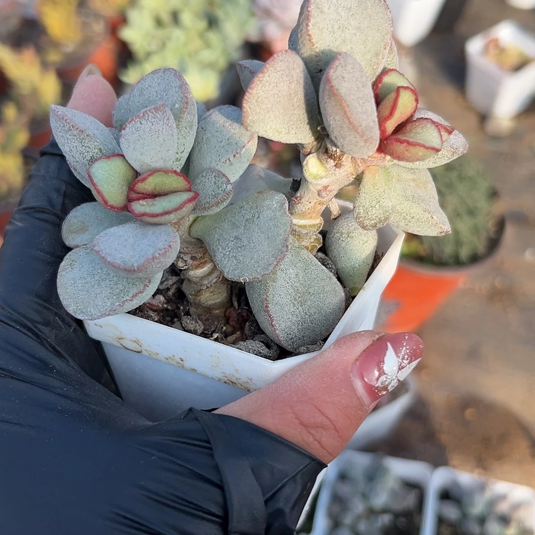 多肉植物春彩水泡