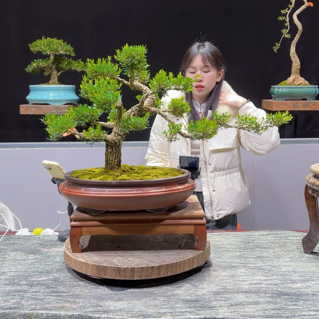 四季常青老桩黄杨盆景