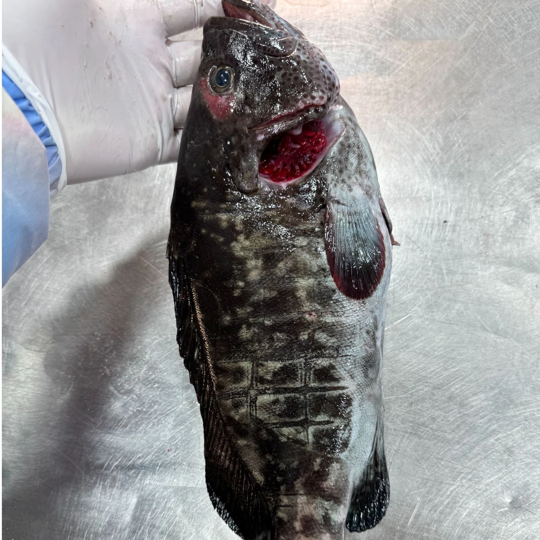 【新鲜天然瓜子斑】上街弟推荐 肉质肥美 海捕海鱼 福州发货