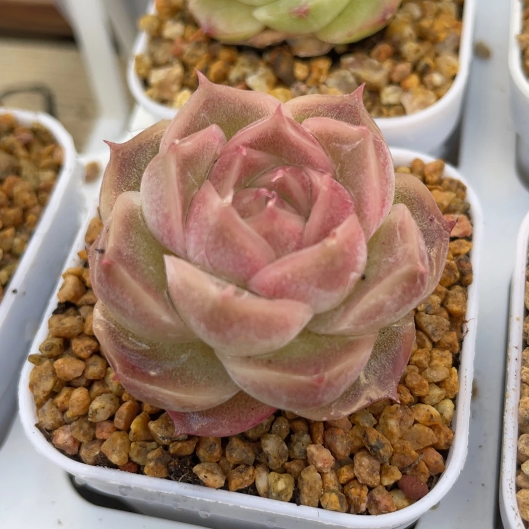 优选粉雾玫瑰麦杆2979