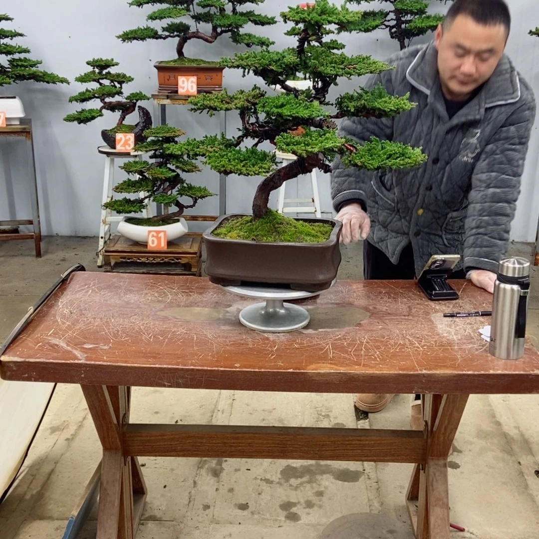 无花朵珍珠柏盆景