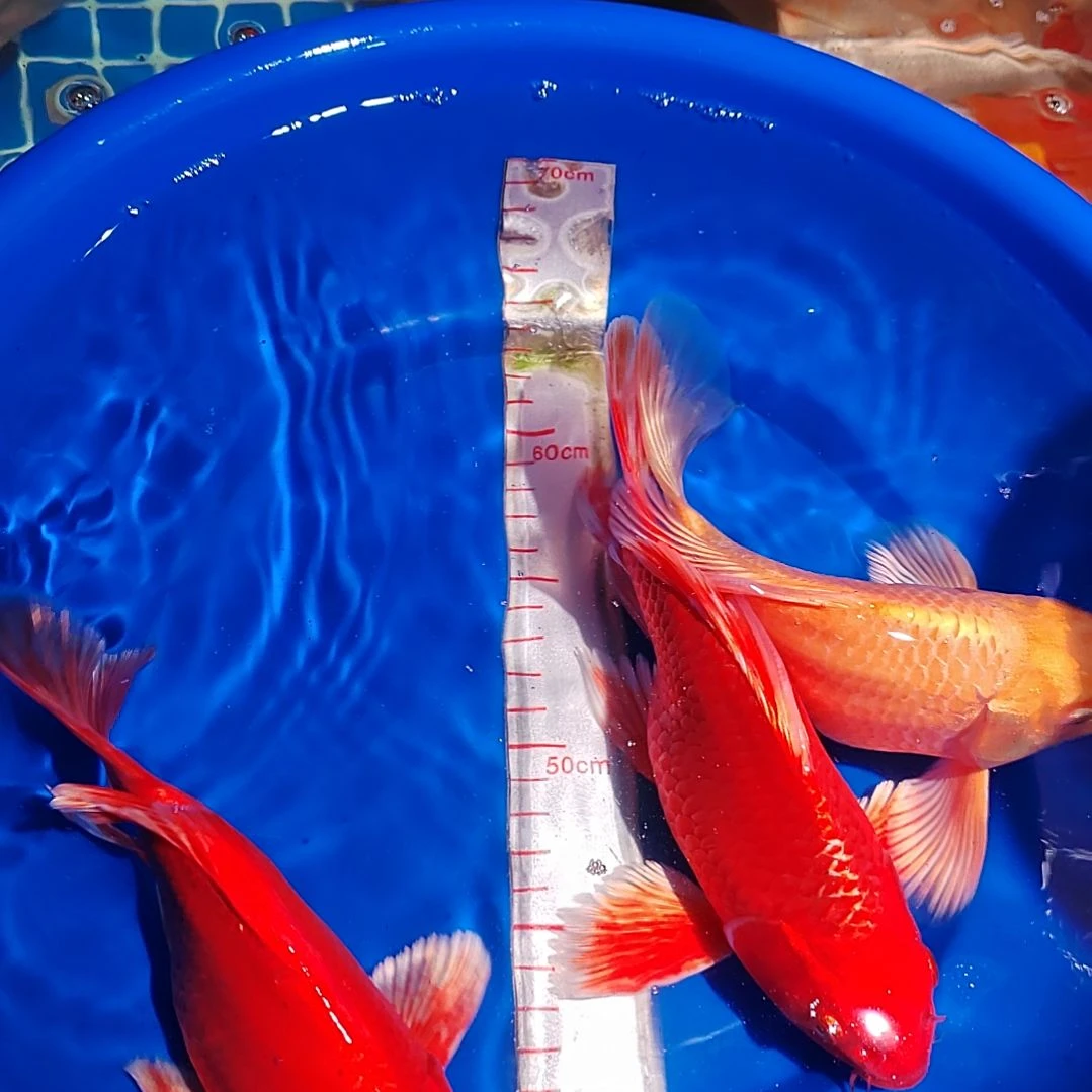 蝴蝶鲤一对一挑选直播间