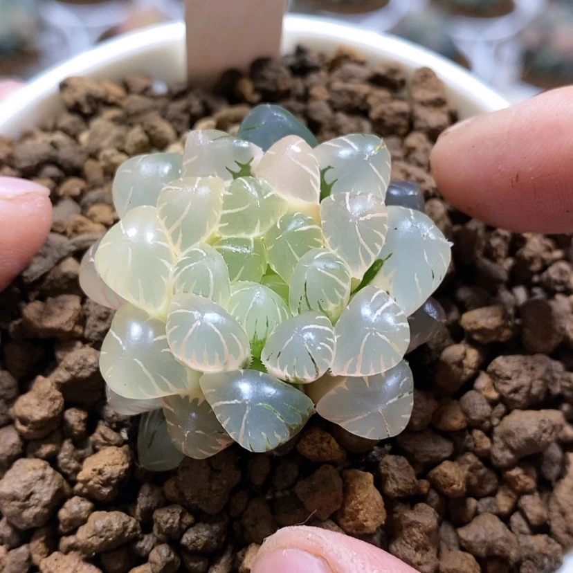 【闪购商品】1糊斑潘