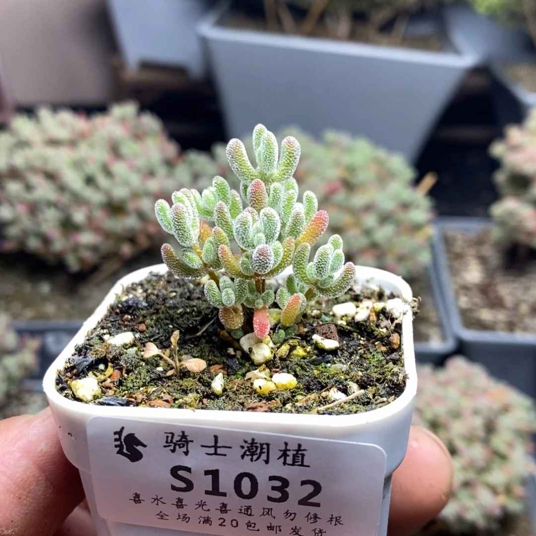 1032实生精控优选冰晶