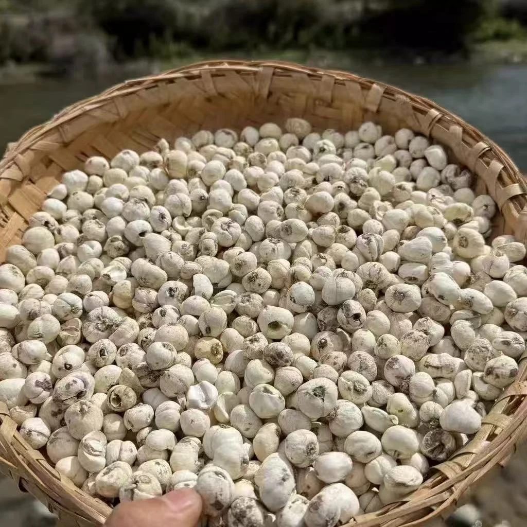 【飞飞精选】藏贝 煲汤汤料