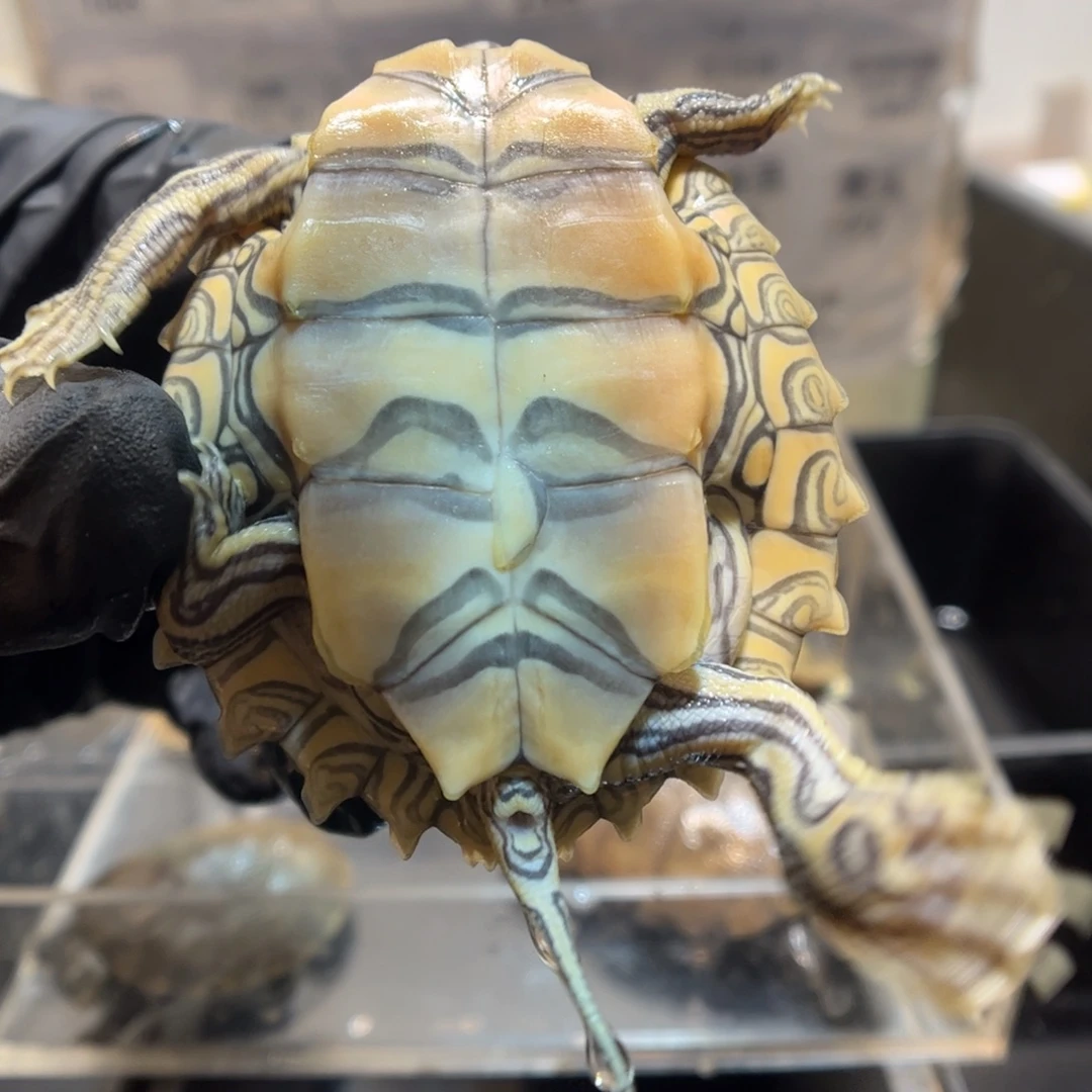 *****绿毛龟母黑瘤腹部瑕疵