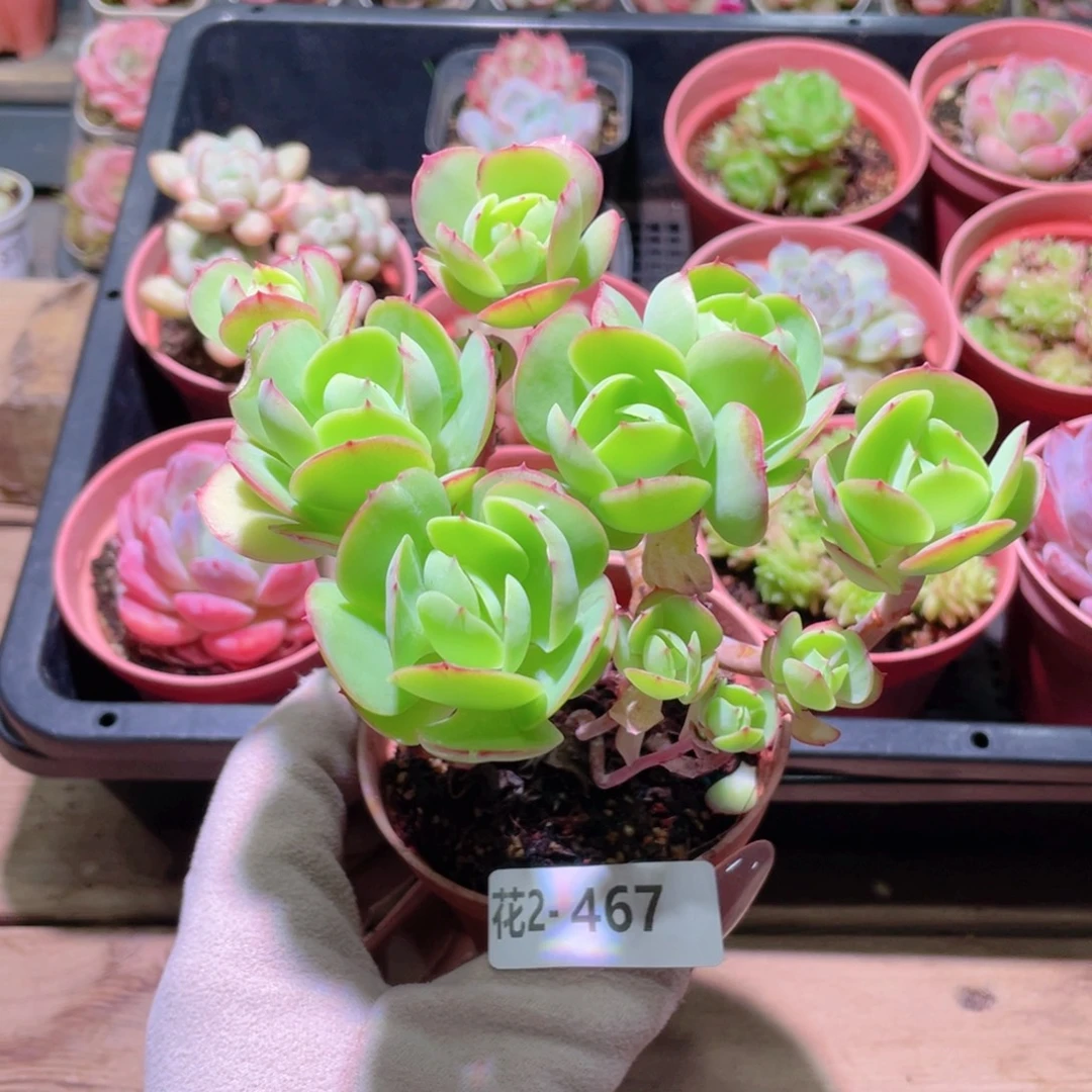 花利美2-467桃花石