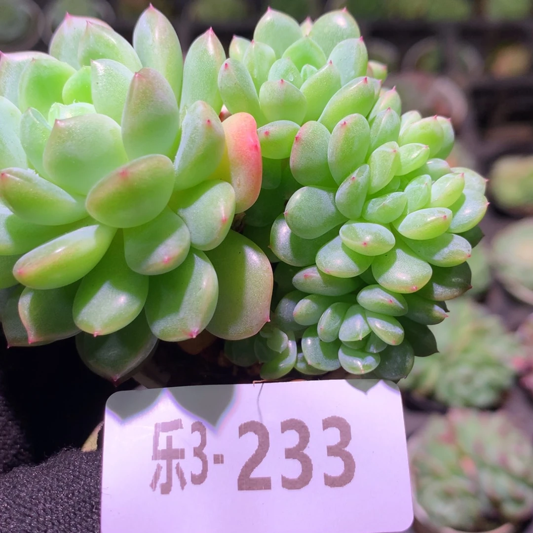 乐然 3-233 新品群