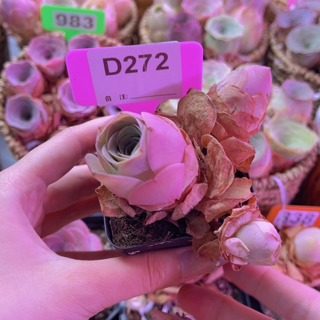 单品一物一拍福利272