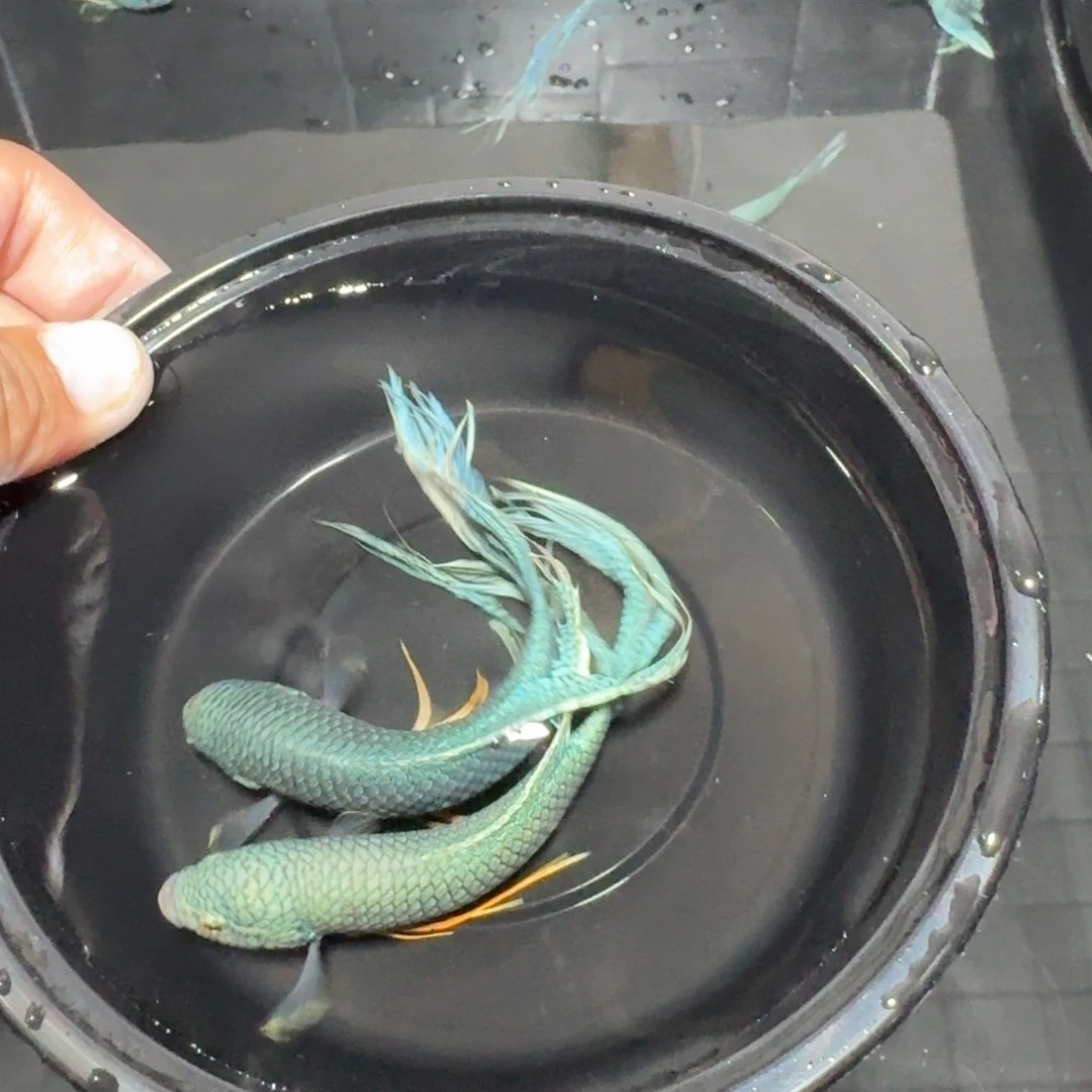 斗鱼直播间对图无纹蓝51