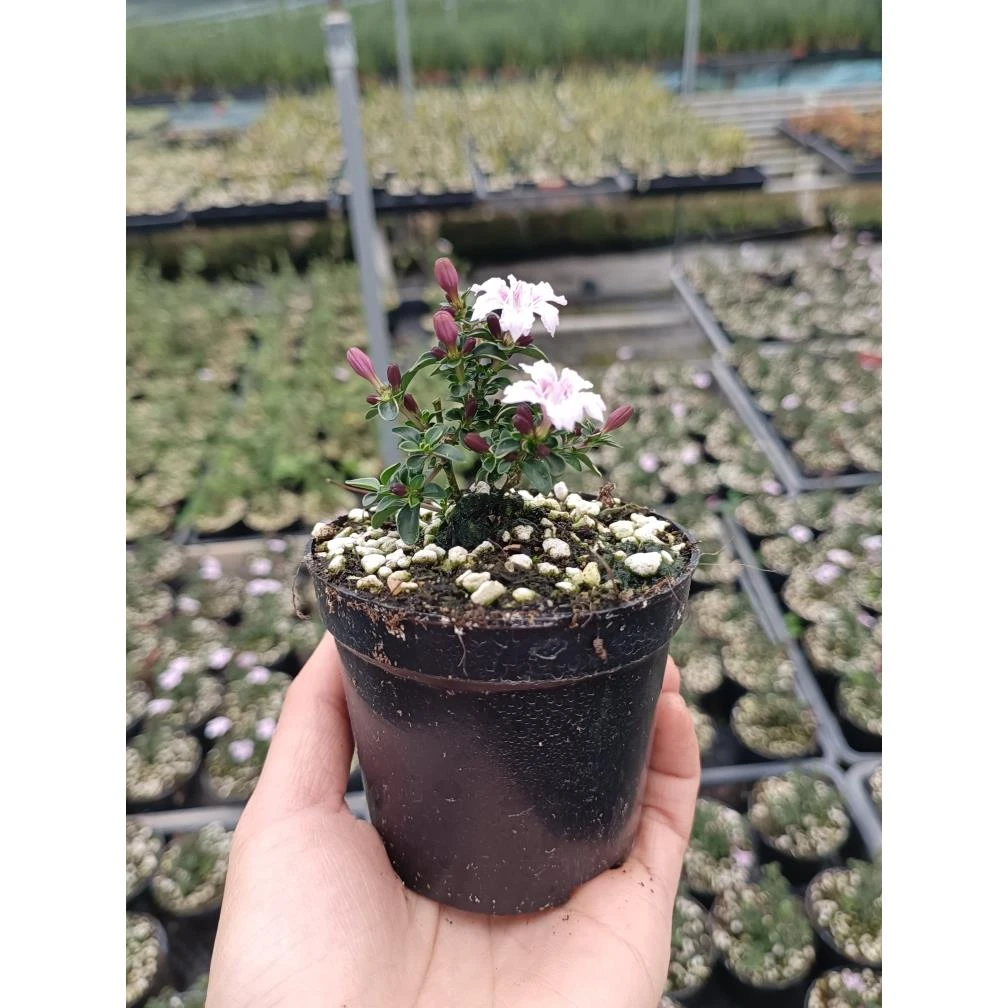 紫花六月雪盆景悬崖素材苗石来转运微型小盆栽绿植花卉红色