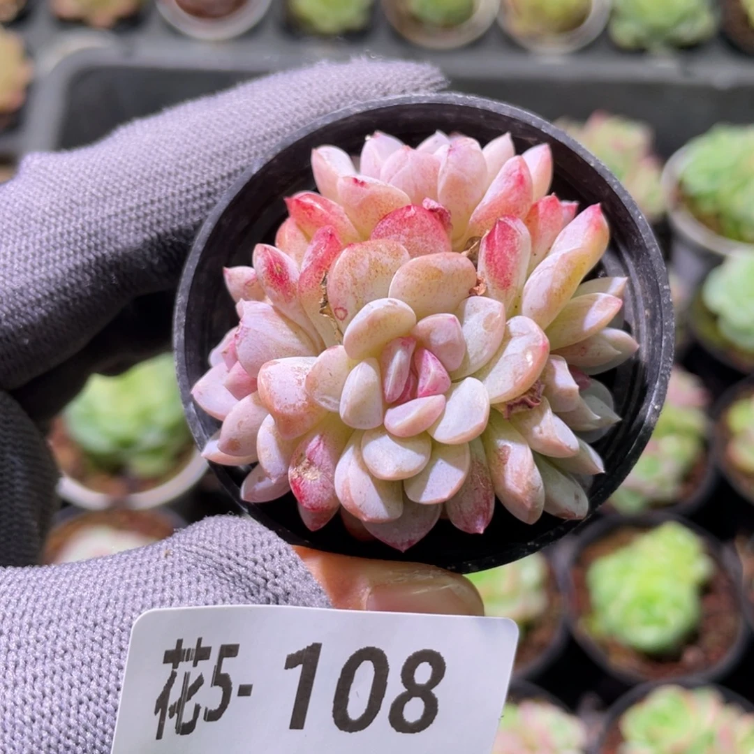 花利美 5-108新品