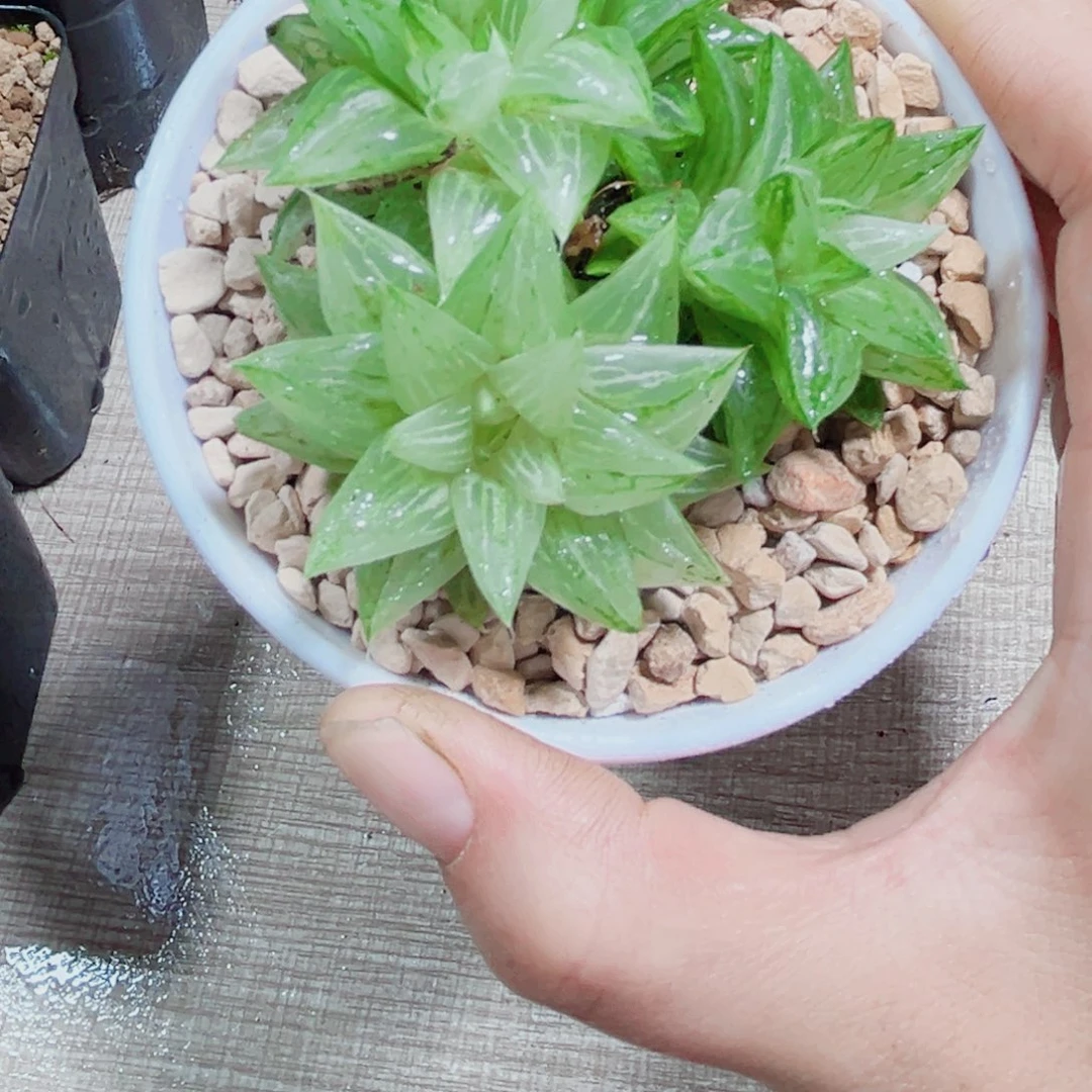 白砂糖锦多肉植物6666