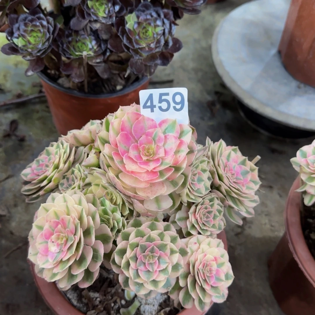 好***弟倾城459
