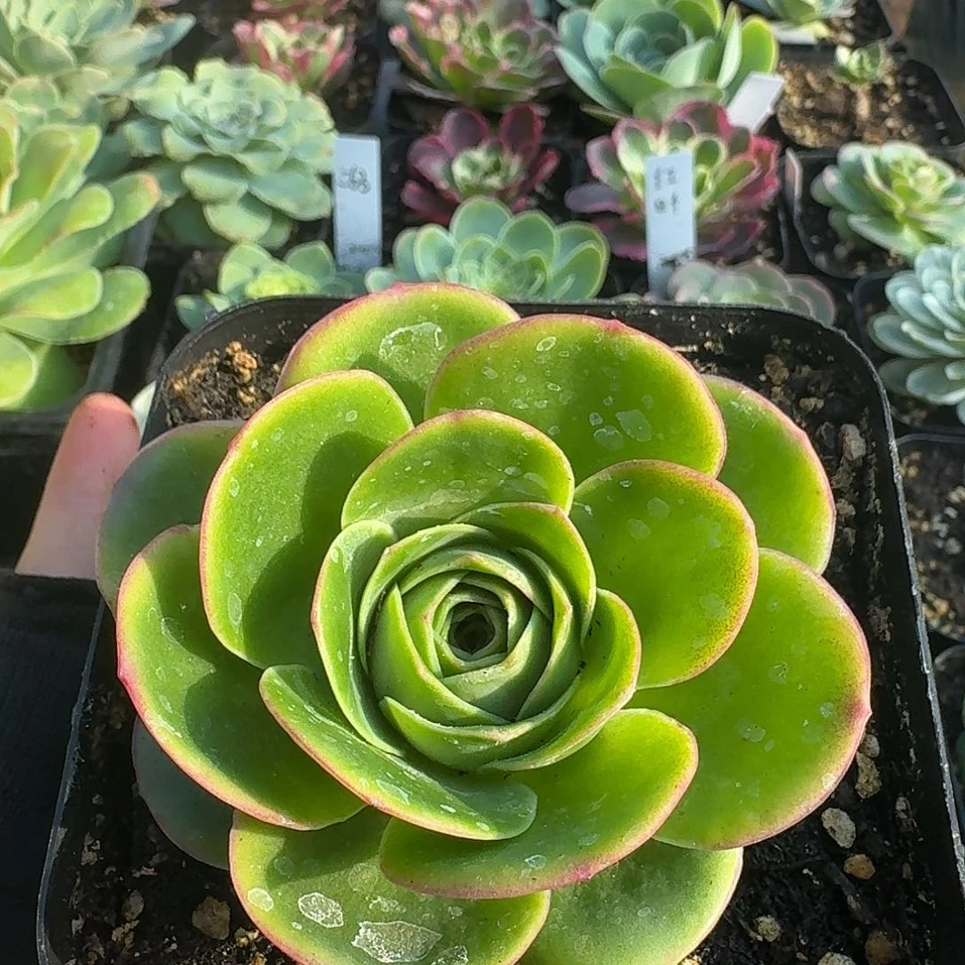 橙光玫瑰➕覆轮锦手捧一物一拍