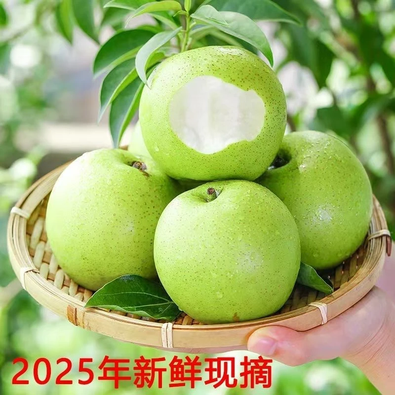 正宗苏翠一号脆梨自家梨园酥梨好吃的梨纯甜化渣新鲜梨子青皮