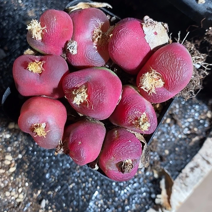 双头红蟠桃一颗。