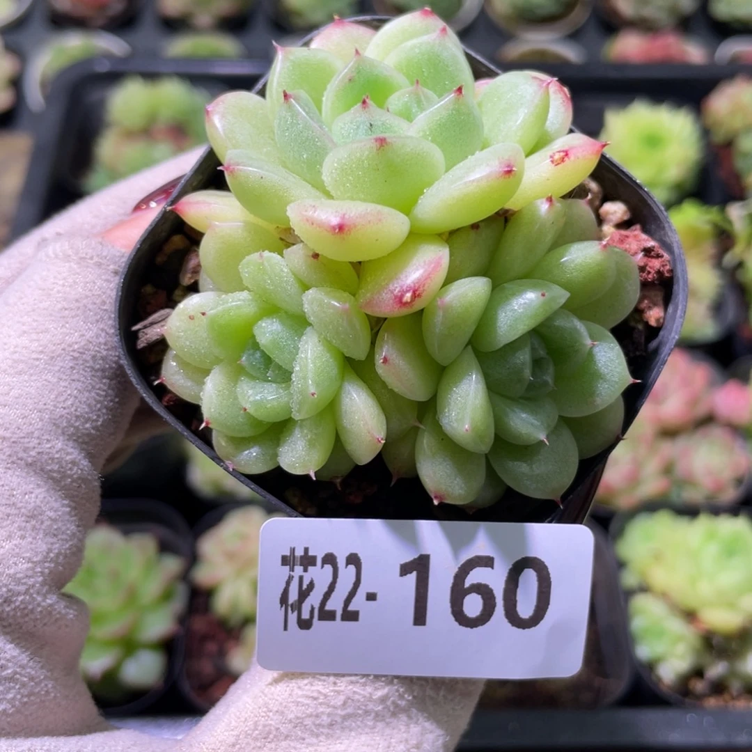 花利美22-160麦秆
