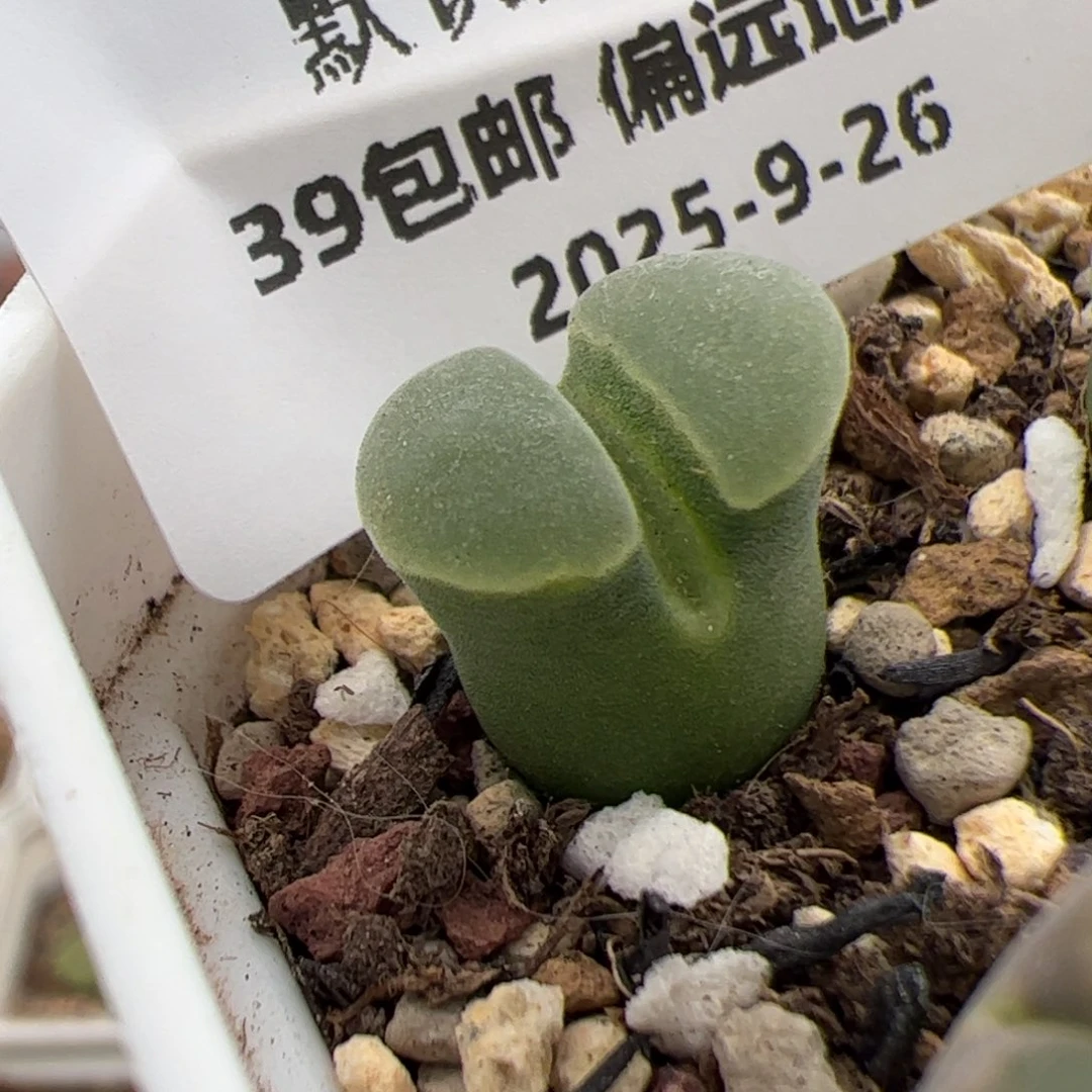 0122号 极窗 多肉植物