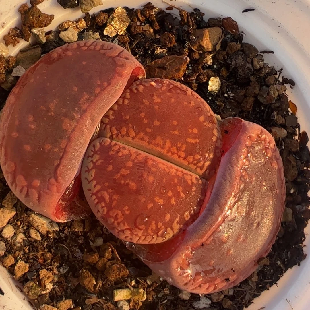 红宝石日伦多肉植物百科